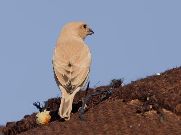 <h3><a href="/trips/marokko/biota/animalia/chordata/aves/040 passeriformes/113 passeridae/passer simplex/passer simplex-nl.html">Passer&nbsp;simplex</a> / Desert&nbsp;sparrow / Woestijnmus</h3>OM-1 Mark II met OLYMPUS M.150-400mm F4.5 TC, 1/2000 sec  bij F5.6, ISO 320, afstand 7.53&nbsp;m